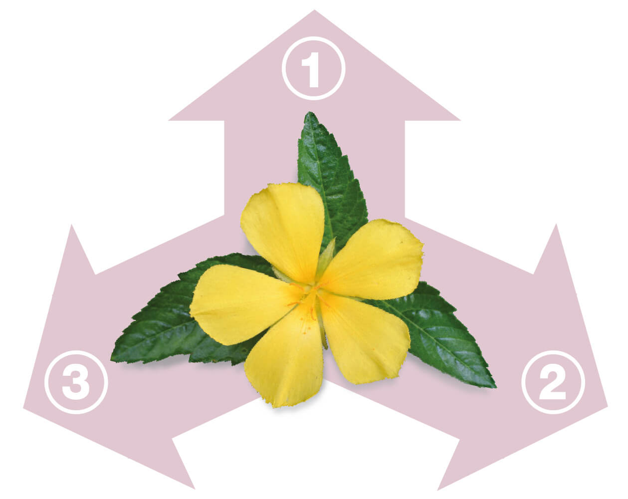 Natürliches Aphrodisiakum Damiana - Wirkmechanismus